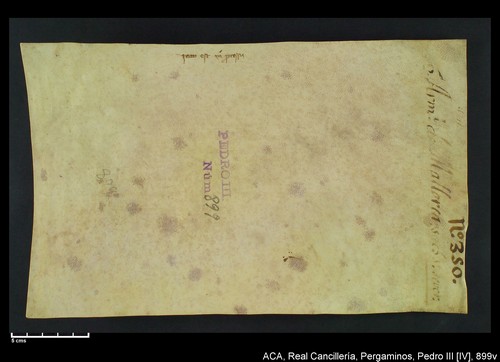 Cancillería,pergaminos,Pedro_IV,carp.253,nº899/ Época de Pedro IV. (6-08-1344)